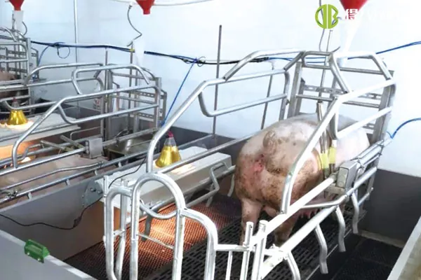 ãLift farrowingunitãHunan Yueyang 2400 χοιρομητέρες
