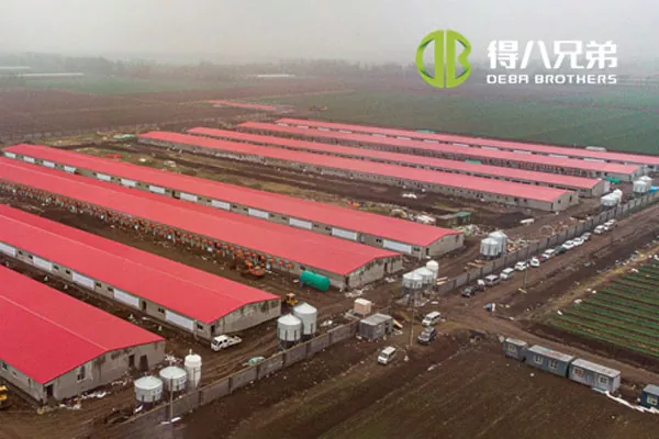 ãΠλήρης σειρά projectã Shandong Zhucheng4800 χοιρομητέρες