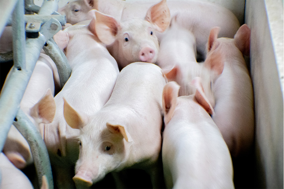 Welsafe Farrowing Crate: Eleving Pig Welfare in Farrowing Management