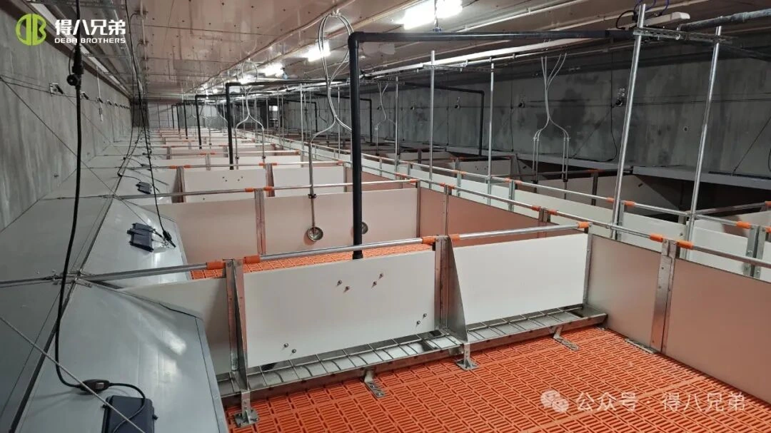 Πρόληψη και διαχείριση θερμικού στρες σε χοιροτροφεία κατά τη διάρκεια καύσωνα