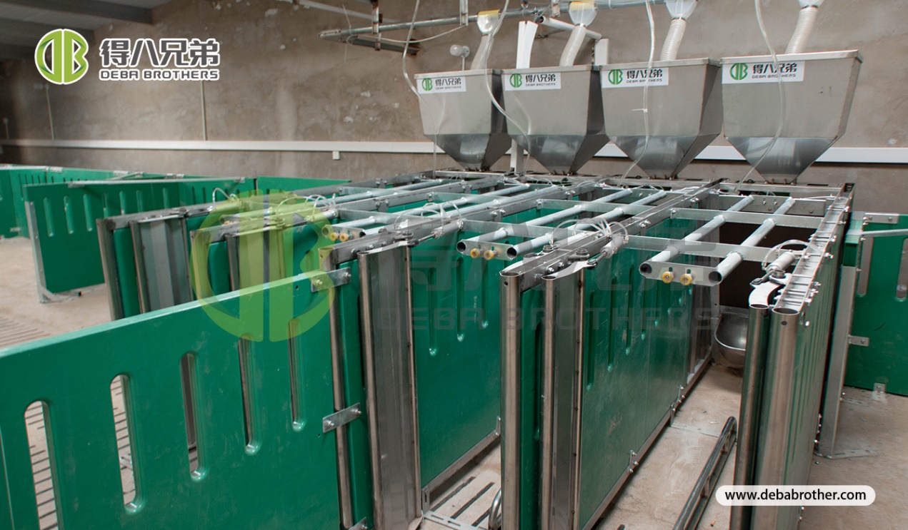 Prime Autumn Pig Farming Season: Scientific Management for Stable Efficiency Improvement — Debabrother Βελτιστοποιεί τη Διαχείριση Χοιροτροφείων το Φθινόπωρο